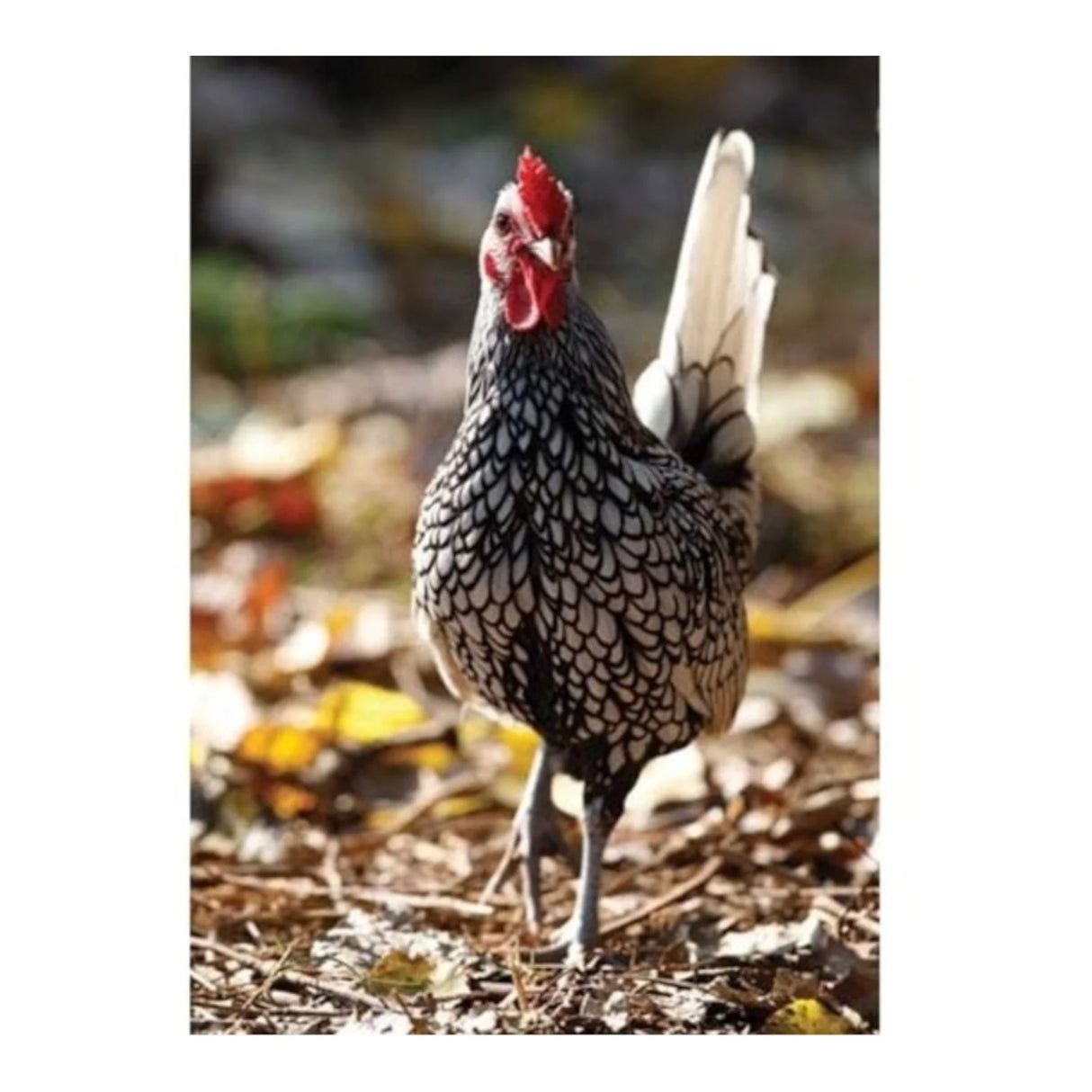 CSP Greetings Cards - Silver Seabright