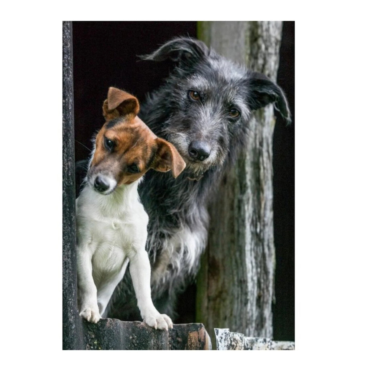 CSP Greetings Cards - Peanut & Rabbit