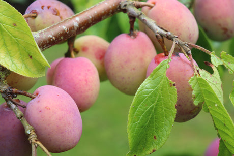 Plum Season Is Coming