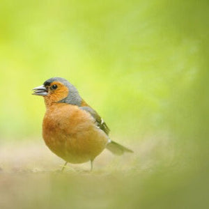 Wildlife