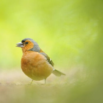 Wildlife