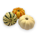 Squash - Mixed