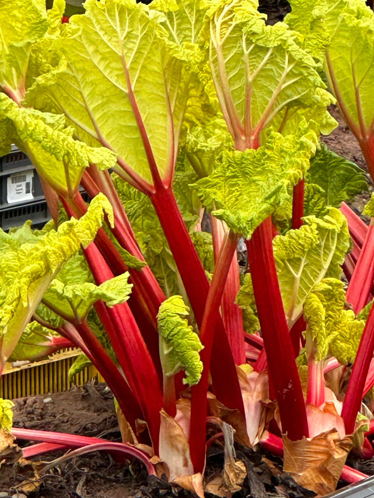 Rhubarb Forced - 250g