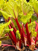 Rhubarb Forced - 250g