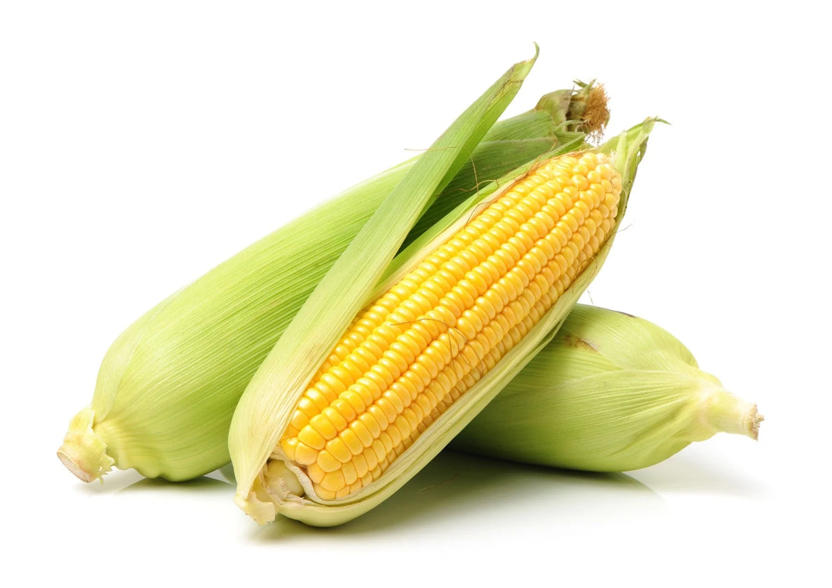 British Sweetcorn Cob
